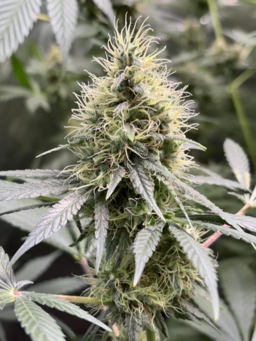 #15 Zamnesia Variety Grow. Week 13 - zammy sp 3