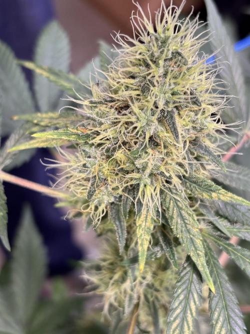 #15 Zamnesia Variety Grow. Week 13 - zammy sp 3