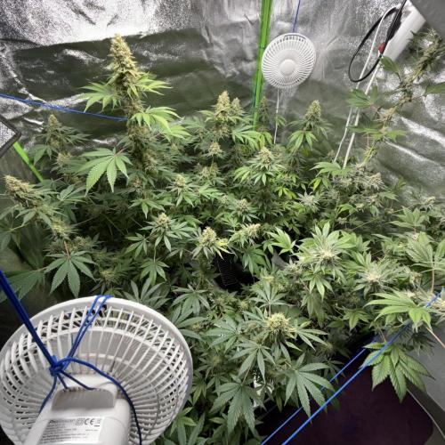 #15 Zamnesia Variety Grow. Week 14 - 19/03