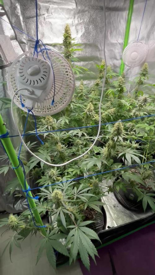 #15 Zamnesia Variety Grow
