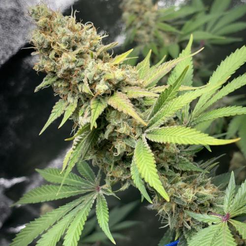 #15 Zamnesia Variety Grow. Week 14 - 19/03 wedding cake
