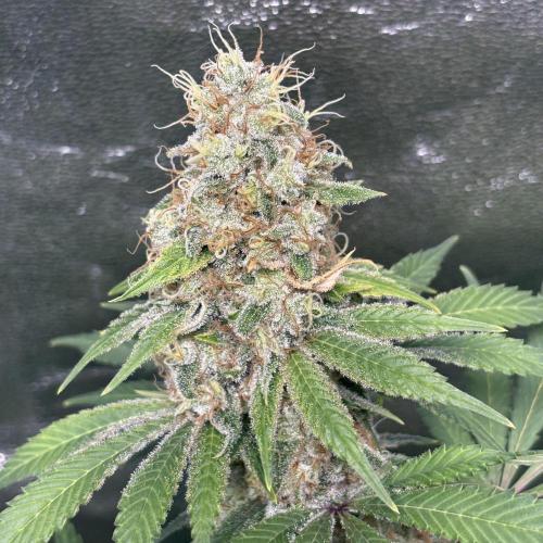 #15 Zamnesia Variety Grow. Week 14 - 19/03 wedding cake