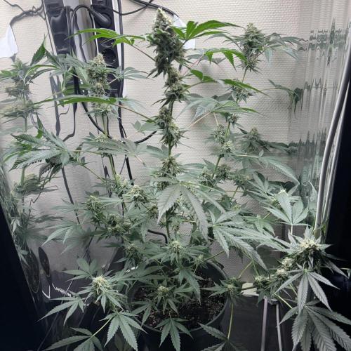 #15 Zamnesia Variety Grow. Week 14 - 19/03 skywalker