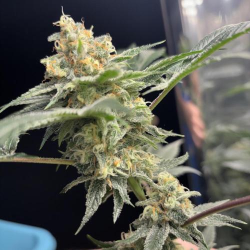 #15 Zamnesia Variety Grow. Week 14 - 19/03 skywalker