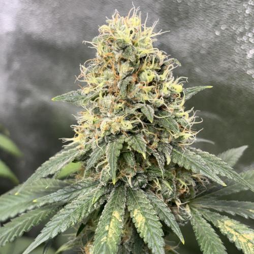 #15 Zamnesia Variety Grow. Week 14 - 19/03 zammy special #1