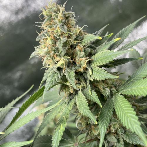 #15 Zamnesia Variety Grow. Week 14 - 19/03 zammy special #1
