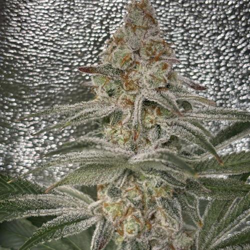 #15 Zamnesia Variety Grow. Week 14 - 19/03 zammy special #2