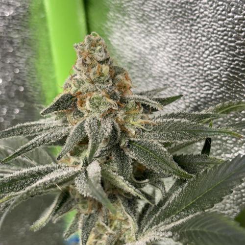 #15 Zamnesia Variety Grow. Week 14 - 19/03 zammy special #2