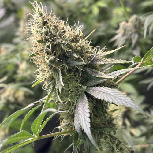 #15 Zamnesia Variety Grow. Week 14 - 19/03 zammy special #3