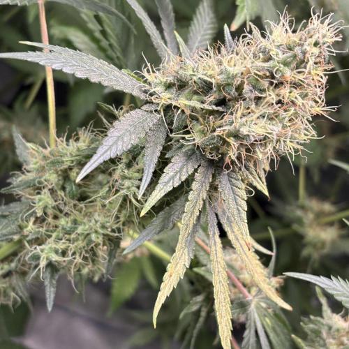 #15 Zamnesia Variety Grow. Week 14 - 19/03 zammy special #3