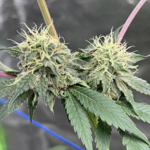 #16 - Sticky Broccoli: Eternity Cup 2026. Week 12 - 02/04