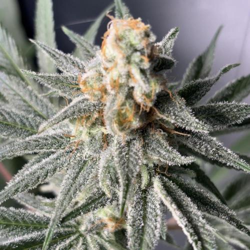 #15 Zamnesia Variety Grow. Week 16