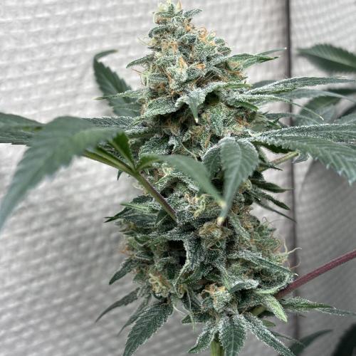 #15 Zamnesia Variety Grow. Week 16