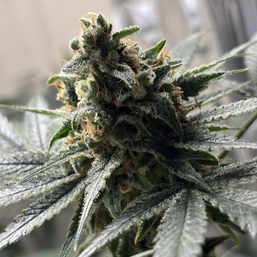 #15 Zamnesia Variety Grow. Week 16