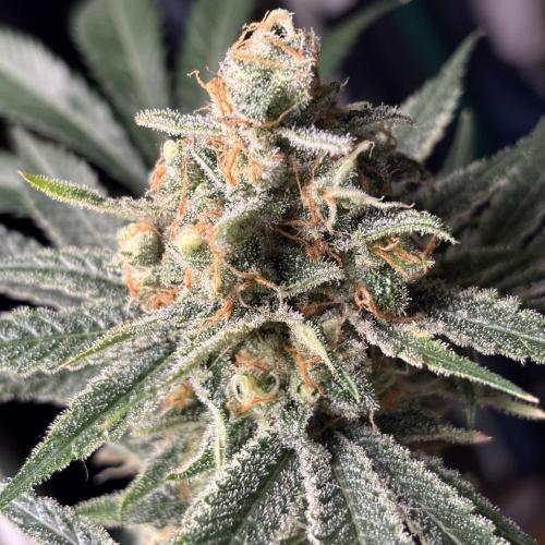 #15 Zamnesia Variety Grow. Week 16