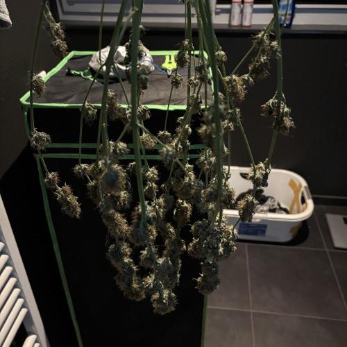 #15 Zamnesia Variety Grow. Week 16