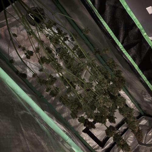 #15 Zamnesia Variety Grow. Week 16