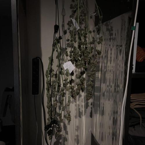 #15 Zamnesia Variety Grow. Week 16