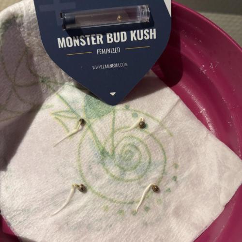 #17 Monster Bud Kush. Week 0