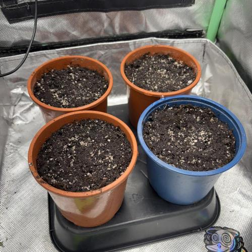 #17 Monster Bud Kush. Week 0