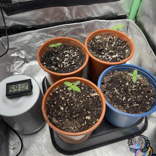 #17 Monster Bud Kush. Week 1 - 3 days old
