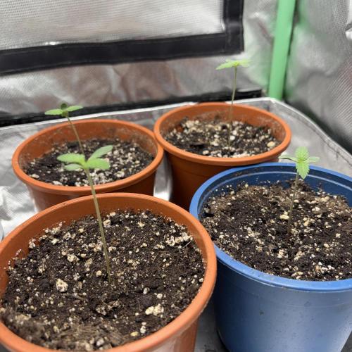 #17 Monster Bud Kush. Week 1 - 3 days since sprouting 