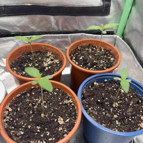 #17 Monster Bud Kush. Week 1 - day 5