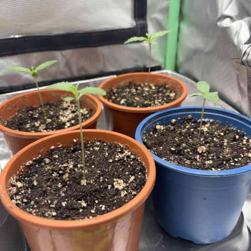 #17 Monster Bud Kush. Week 1 - day 5