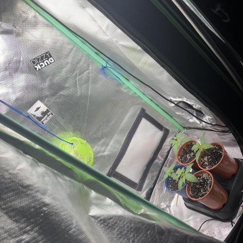 #17 Monster Bud Kush. Week 2