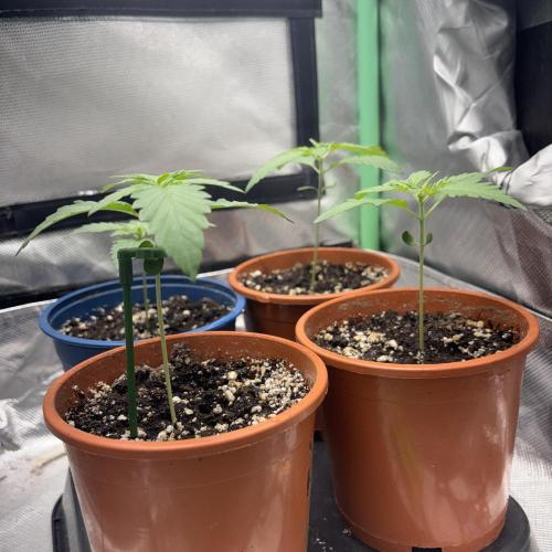#17 Monster Bud Kush. Week 2 - 1 week old