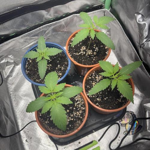 #17 Monster Bud Kush. Week 2