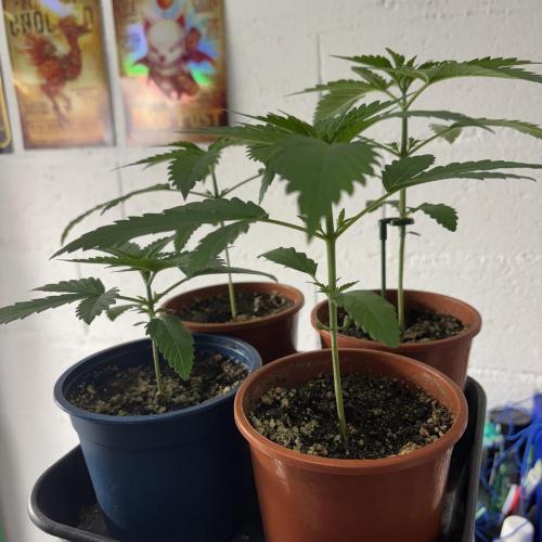 #17 Monster Bud Kush. Week 3