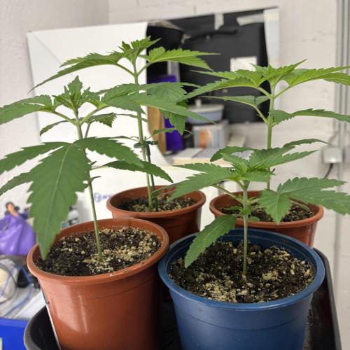 #17 Monster Bud Kush. Week 3