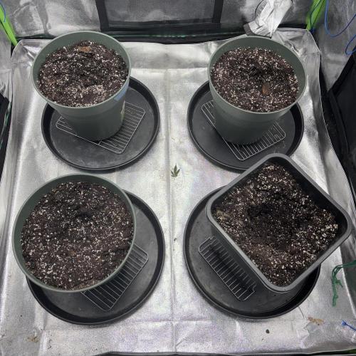 #17 Monster Bud Kush. Week 3