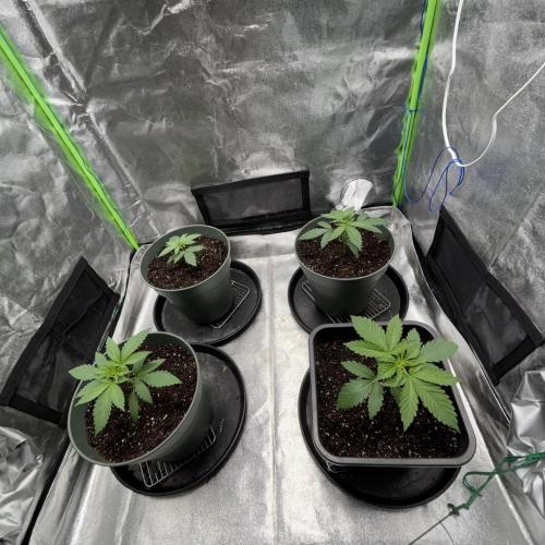 #17 Monster Bud Kush. Week 3