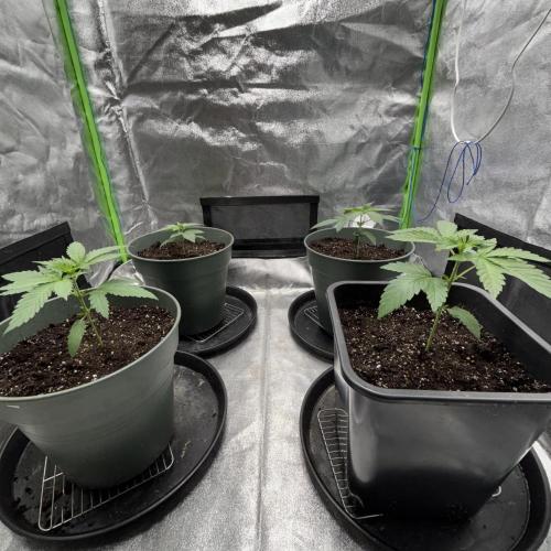 #17 Monster Bud Kush. Week 3
