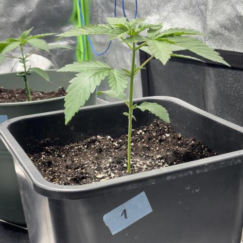 #17 Monster Bud Kush. Week 3 - N.1