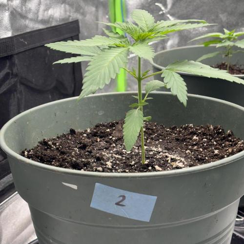#17 Monster Bud Kush. Week 3 - N.2
