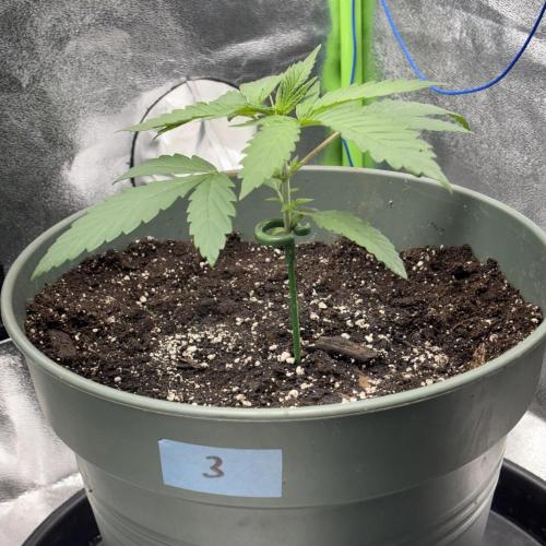 #17 Monster Bud Kush. Week 3 - N.3