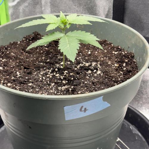 #17 Monster Bud Kush. Week 3 - N.4