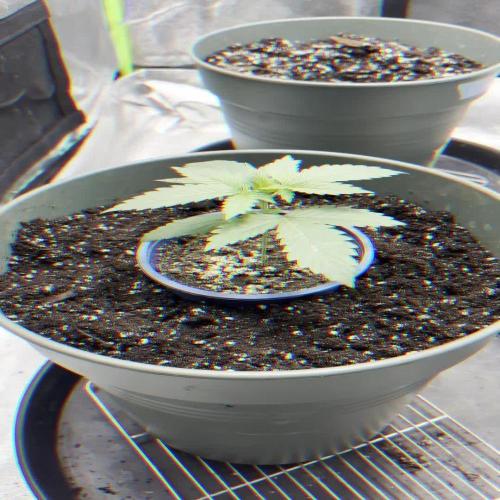 #17 Monster Bud Kush