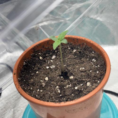 Hyperion F1. Week 0