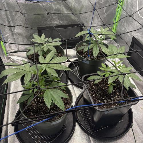 #17 Monster Bud Kush. Week 4 - 29.04