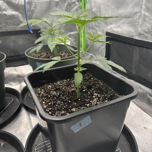#17 Monster Bud Kush. Week 4 - N1