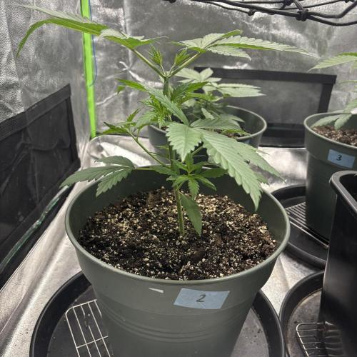 #17 Monster Bud Kush. Week 4 - N2