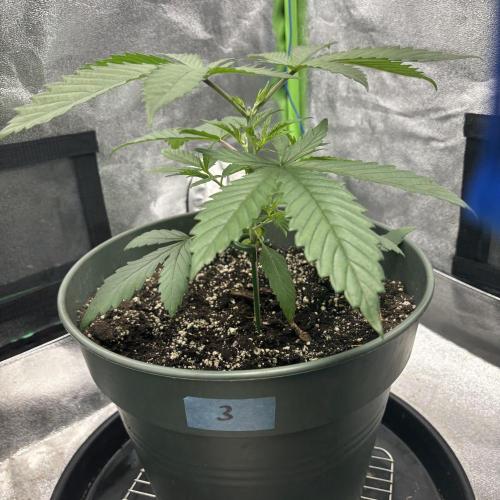 #17 Monster Bud Kush. Week 4 - N3