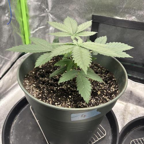 #17 Monster Bud Kush. Week 4 - N4
