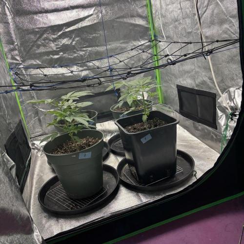 #17 Monster Bud Kush. Week 4 - N3