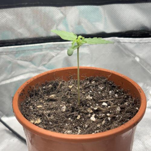 #18 - [Auto] F1 Hyperion - RQS. Week 1