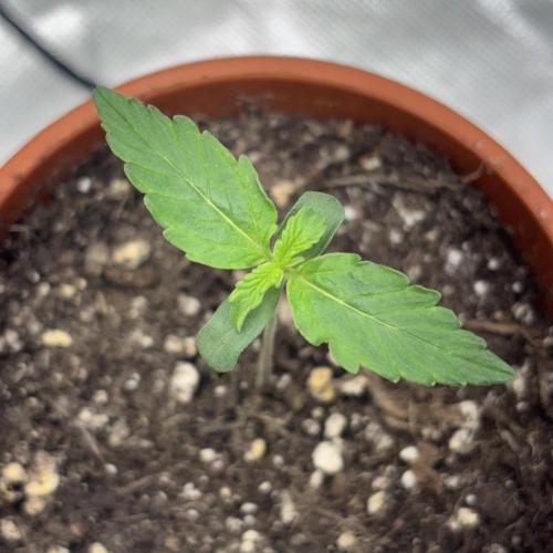Hyperion F1. Week 1